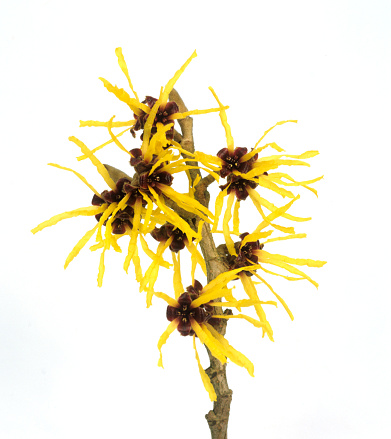 Witch hazel; Hamamelis