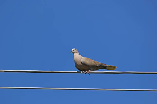 istock Collared dove also called streptopelia deaocto or mourning dove perched on a wire, from the pigeon or columbidae family of birds 645374382