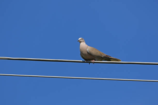 istock Collared dove also called streptopelia deaocto or mourning dove perched on a wire very close up from the pigeon or columbidae family of birds 645374384