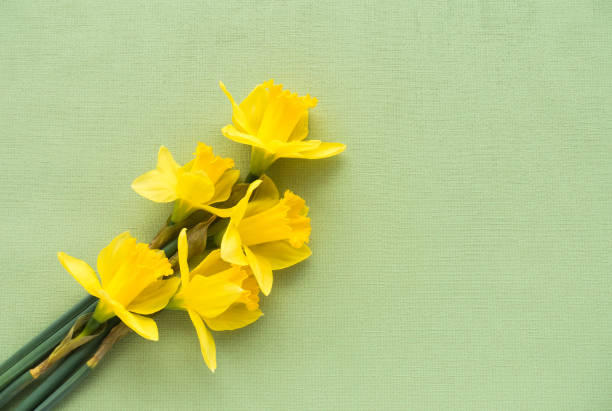istock Arrangement of Daffodils on Green Background 645374744