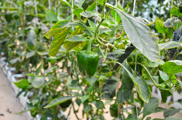istock Capsicum (peppers) grown in a reenhouse nursery 645374854