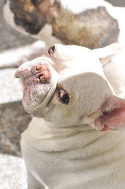 istock sunbathe French bulldog 645374930