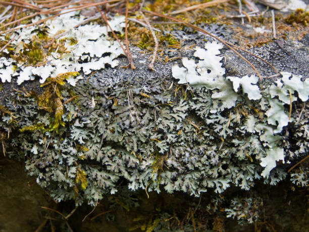 istock Close up of lichens on the rock 645377030