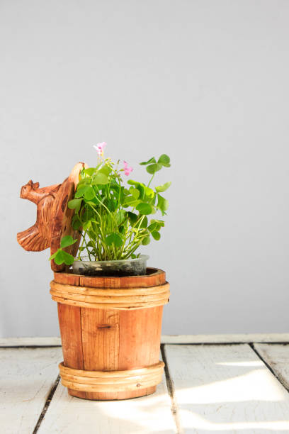 istock Clover in a wooden pot on a white table 645377782