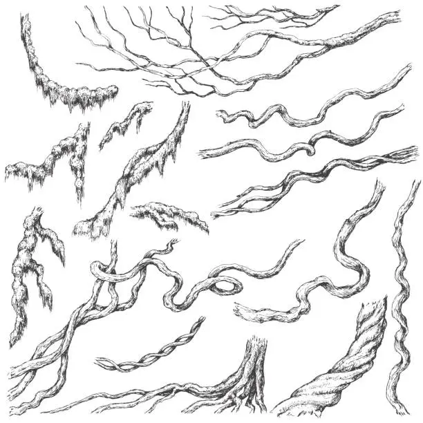 Vector illustration of Liana Branches Sketch