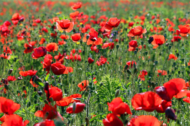 istock Poppies flower field spring season 645377974