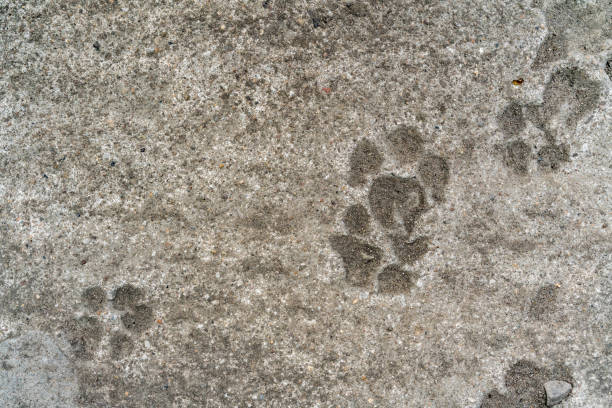 istock Dog footprint on cement 645381030