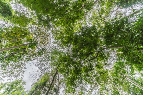 istock Top of the trees 645381052