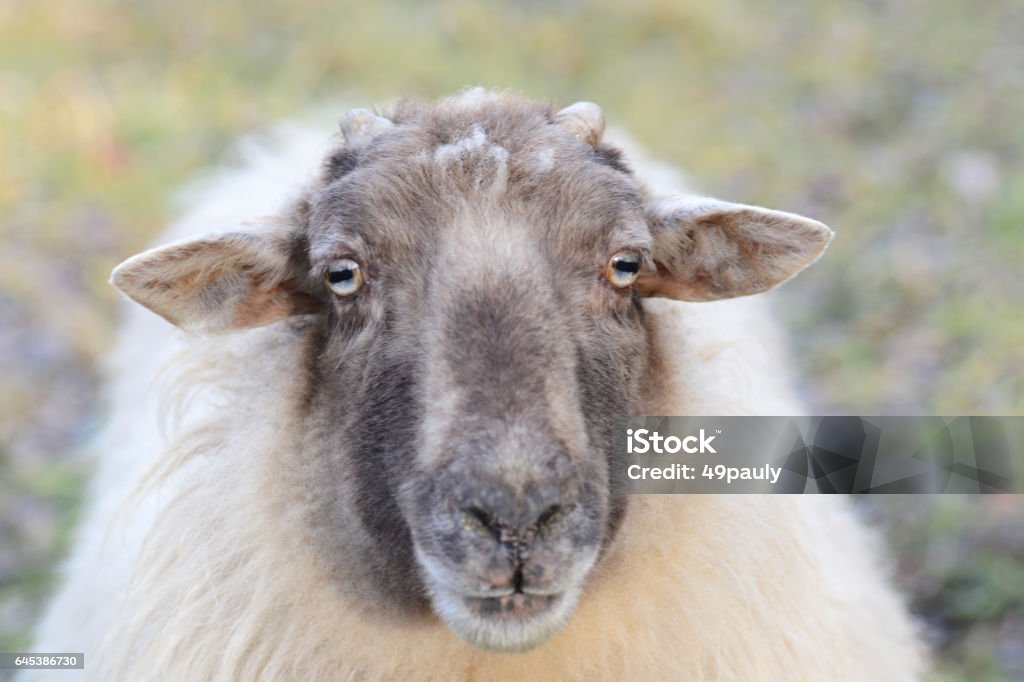 Hoofd van een Drents Heideschaap Close up van het hoofd van een schaap met blauwe ogen.
 Close-up Stock Photo