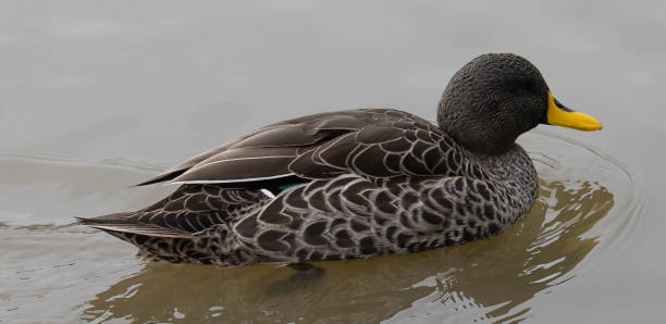 istock South African yellow-Billed Duck 645387056