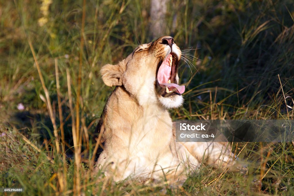 lioness Yawning lioness in the gras Africa Stock Photo