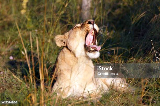 Lioness Stock Photo - Download Image Now - Africa, Animal Mane, Animal Wildlife