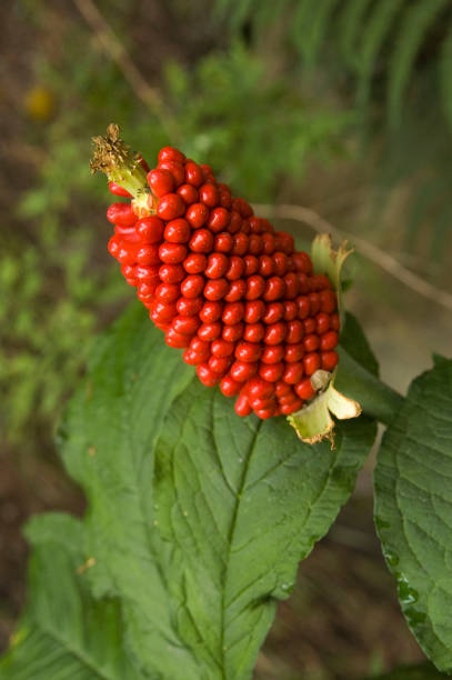 Jack-in-the-pulpit stock photo