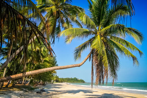 istock Palm on the beach in Thailand 645398092