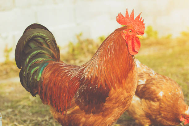 istock Rooster In The Nature 645398156