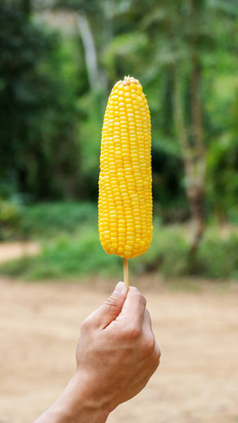 istock Man holding a sweet corn in his hand. 645398212