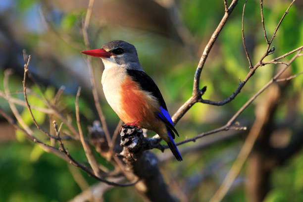 istock grey hooded kingfisher on a branch 645398272
