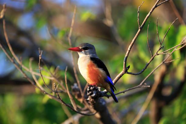 istock grey hooded kingfisher on a branch 645398312