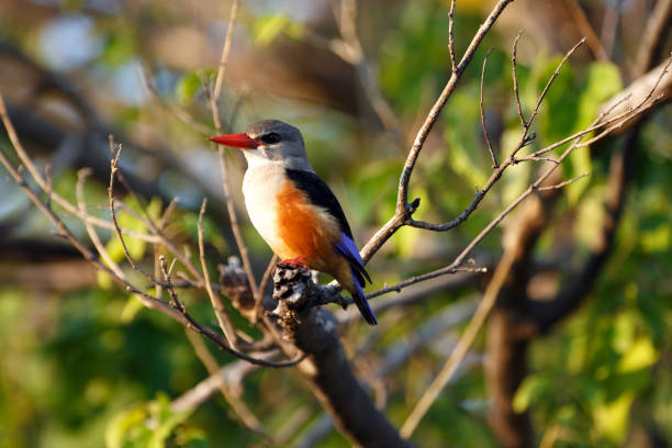 istock grey hooded kingfisher on a branch 645398326