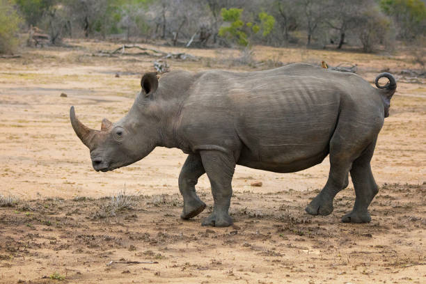 istock Adult rhinoceros, side view 645403030