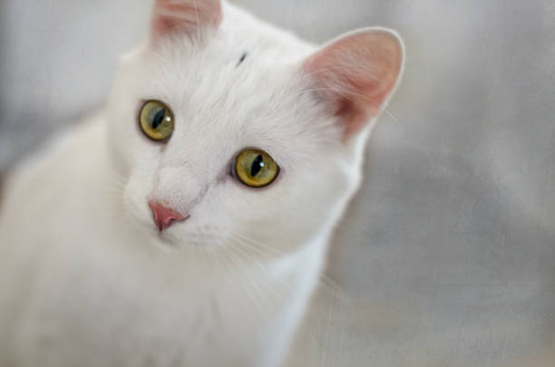 istock White cat with yellow eyes closeup 645403852