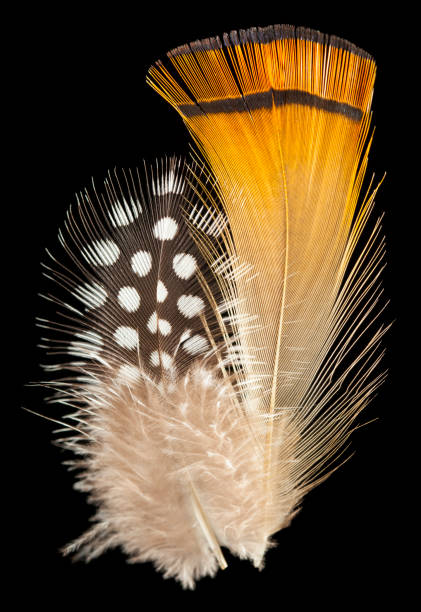 istock Orange pheasant and  Helmeted guineafowl feathers 645403944