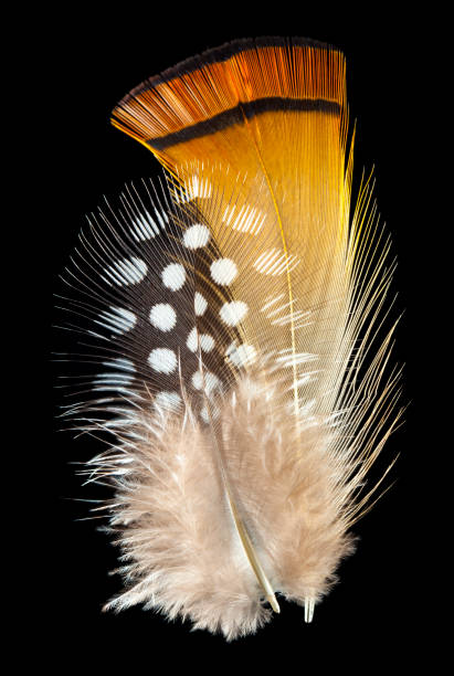 istock Orange pheasant and  Helmeted guineafowl feathers 645403958