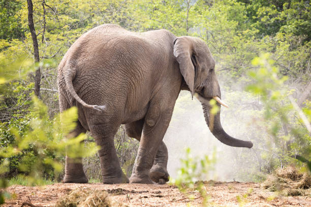 o elefante adulto do touro retrocede acima da poeira - safari animals elephant rear end animal nose - fotografias e filmes do acervo