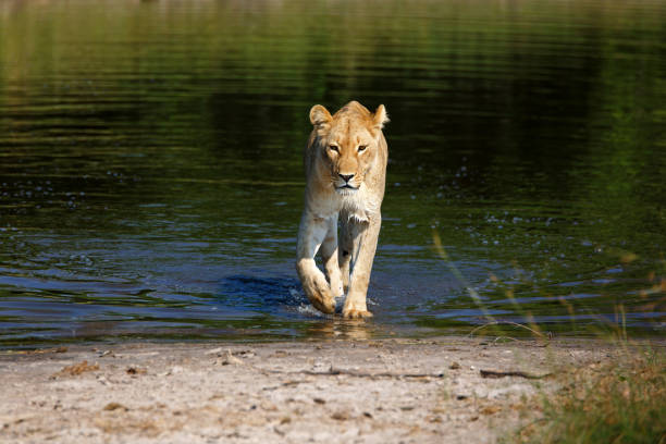 川の雌ライオン - wading ストックフォトと画像
