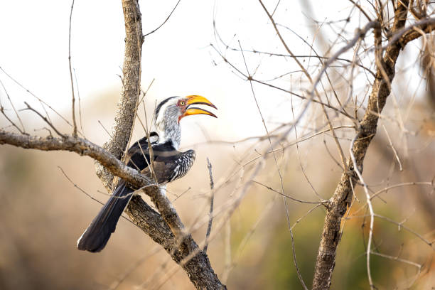 istock Yellow-billed hornbill sitting in a tree 645404592