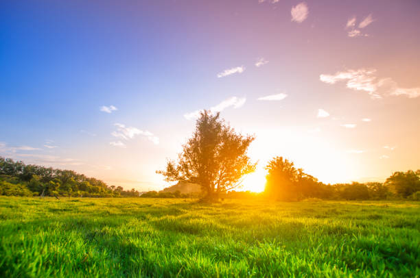 Panoramic view nature Landscape of a green field with rice at sunset