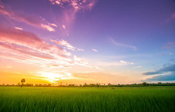 Panoramic view nature Landscape of a green field with rice at sunset