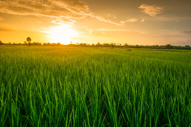 Panoramic view nature Landscape of a green field with rice at sunset