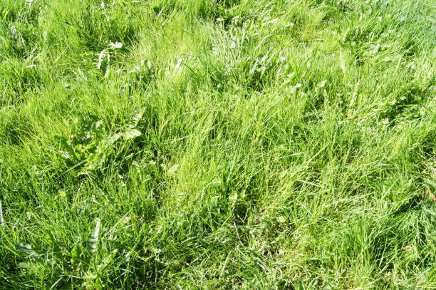 istock Background of green grass. 645411286