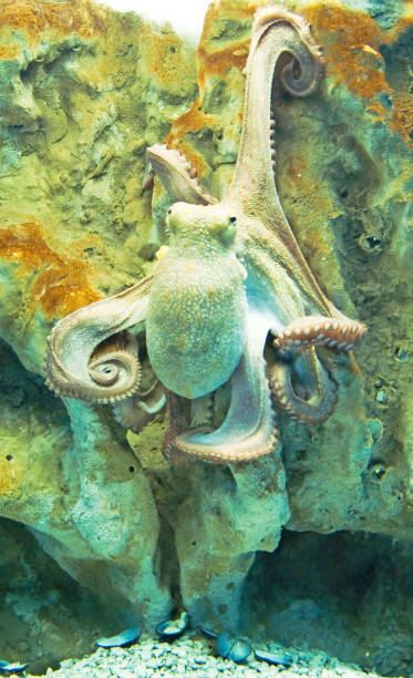 istock Octopus with feelers from Mediterranean Sea in Greece 645415440