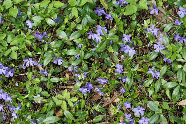 istock First spring flowers periwinkle blossom on a forest glade. Sunny day floral top view  background 645419114