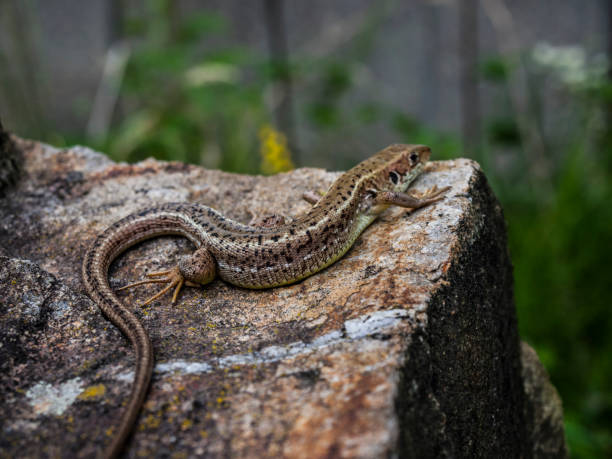 istock Close-up of Brown Lizard Resting on Rock During Summer 645419132