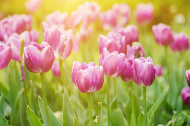 istock Violet tulip flowers 645419374
