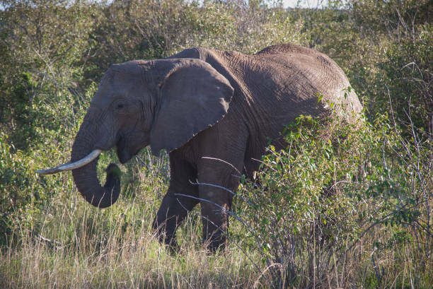 istock Elephant in Maasai Mara, Kenya 645421996