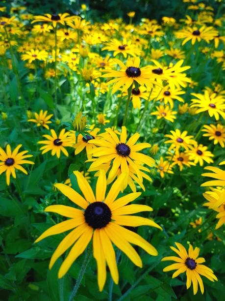 istock Black Eyed Susan Flowers 645422184
