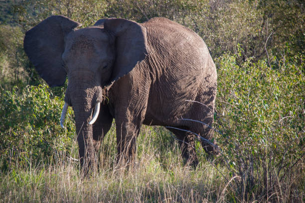 istock Elephant in Maasai Mara, Kenya 645422334