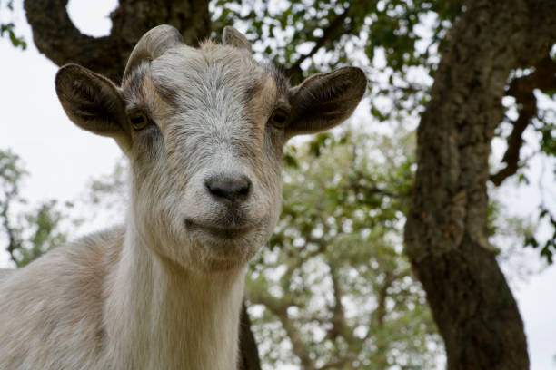 istock goat looking to you 645422648
