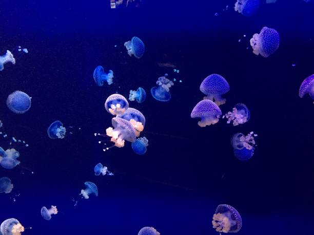화이트 목격 해파리 - aquarium biology jellyfish nature 뉴스 사진 이미지