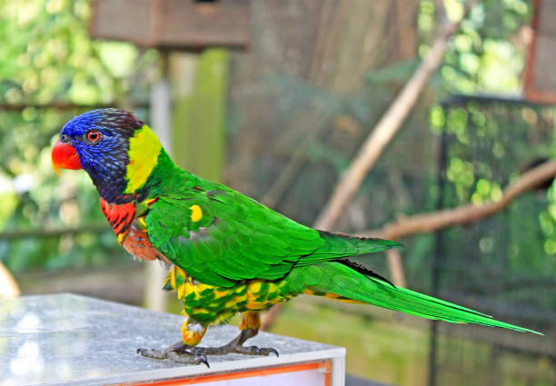 istock Beautiful colorful blue headed parrot 645423238