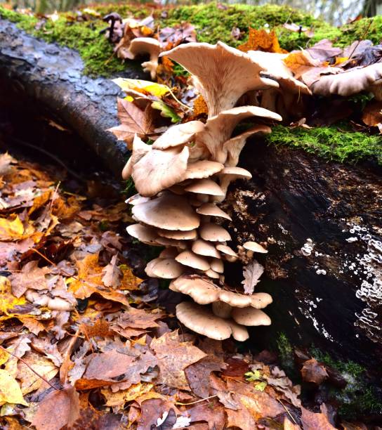 istock Autumn Fruiting Fungi 645426366
