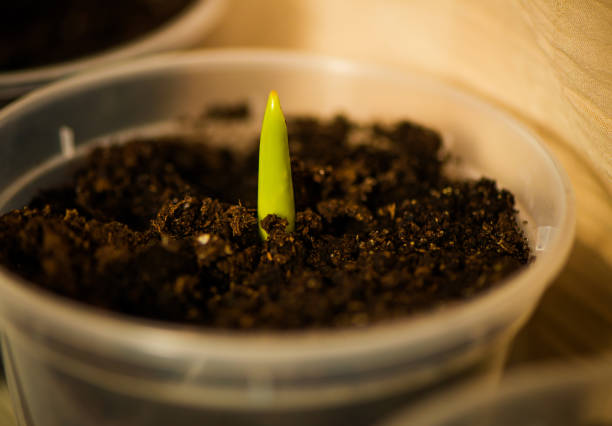 istock germ of tulip flower in pot 645426666