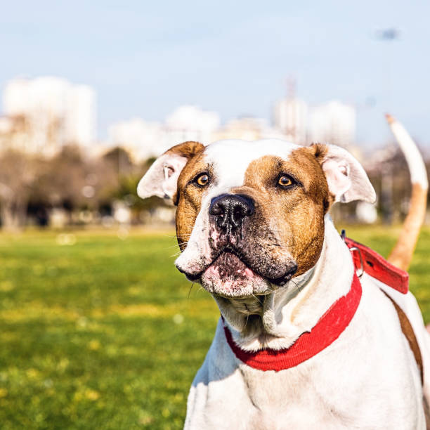 Close-Up Portrait of Pit Bull Terrier At Park