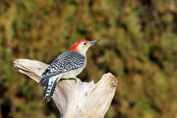 istock Red-Bellied Woodpecker 645428864