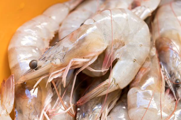istock Fenneropenaeus merguiensis,Banana shrimp 645429552