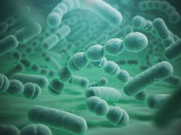 istock Various bacteria cells. Streptococcus pneumonia,  enterobacteriaceas, escherichia coli, salmonella, klebsiella. 645434714